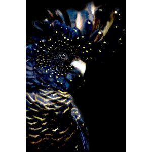 Kristal Helder Galerie kwaliteit Plexiglas 5mm.- Blind Aluminium Ophang-frame- Fotokunst- luxe wanddecoratie- Akoestisch en UV Werend- inclusief verzending