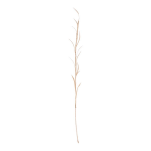 Decoratie Planta Olive | Urban Nature Culture