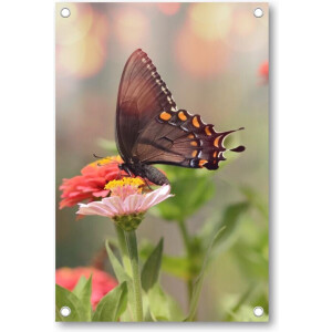 Kleine zwarte satyrium vlinder op een roze bloem - Tuinposter 60x90 - Wanddecoratie - Dieren - Natuur - Bloemen