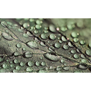 Goossens Schilderij Macro Leaf, 70 x 118 cm