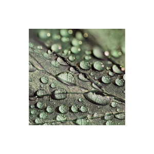 Goossens Schilderij Macro Leaf, 74 x 74 cm