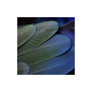 Goossens Schilderij Blue Green Feathers, 74 x 74 cm