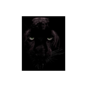 Goossens Schilderij Black Panther, 70 x 118 cm