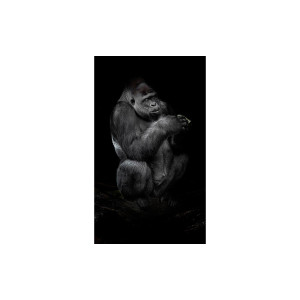Goossens Schilderij Tarongoo Zoo Gorilla, 70 x 118 cm