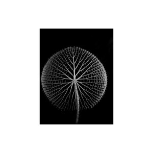 Goossens Schilderij After Midnight, 70 x 118 cm