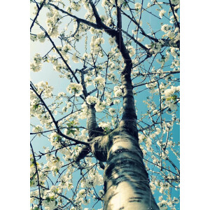 IXXI Under the Cherry Tree, Angelo Cerantola - 100 x 140 cm - Gratis ophangtool - Grote wanddecoratie en posters - Fotografie, Slaapkamer, Woonkamer