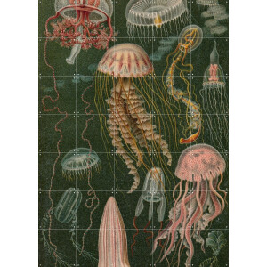 IXXI Quallen, Aster Edition - 100 x 140 cm - Gratis ophangtool - Grote wanddecoratie en posters - Naturalisme, Illustraties, Vintage, Woonkamer