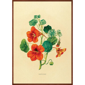 Oost Indische Kers Bloem Vintage Poster 50x70 cm