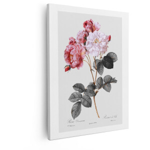 Artaza Canvas Schilderij Vintage Botanische Illustratie van Roze Damask Rozen met Bladeren - 40x50 cm - Wanddecoratie Woonkamer - Schilderijen - Muurdecoratie