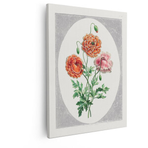 Artaza Canvas Schilderij Klassieke Illustratie van Dubbele Oranje en Roze Klaprozen in een Ovaal - 80x100 cm - Groot - Wanddecoratie Woonkamer - Schilderijen - Muurdecoratie