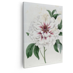 Artaza Canvas Schilderij Pioenroos - 80x100 cm - Wanddecoratie Bloemen - Muurdecoratie Vintage - Decoratie Botanische Illustratie - Wit