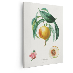 Artaza Canvas Schilderij Perzik - 80x100 cm - Wanddecoratie Botanisch - Muurdecoratie Vintage - Decoratie Fruit - Schilderijen Op Canvas Bloesem
