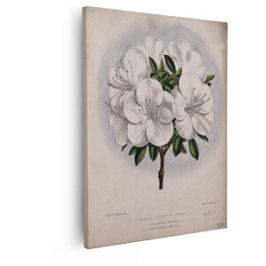Artaza Canvas Schilderij Witte Azalea - 80x100 cm - Wanddecoratie Bloemen - Muurdecoratie Vintage - Decoratie Botanische Illustratie - Wit