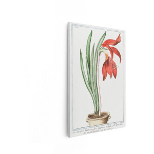 Artaza Canvas Schilderij Amaryllis - 40x60 cm - Wanddecoratie Bloemen - Muurdecoratie Vintage - Decoratie Woonkamer - Rood