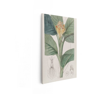Artaza Canvas Schilderij Botanische Bloem - 60x90 cm - Wanddecoratie Vintage - Muurdecoratie Bloemen - Decoratie Plant Woonkamer