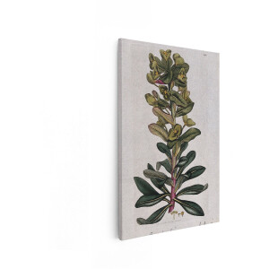 Artaza Canvas Schilderij Gekleurde Botanische Illustratie van een Euphorbia Plant met Gedetailleerde Bladeren en Bloemen - 40x60 cm - Wanddecoratie Woonkamer - Schilderijen - Muurdecoratie