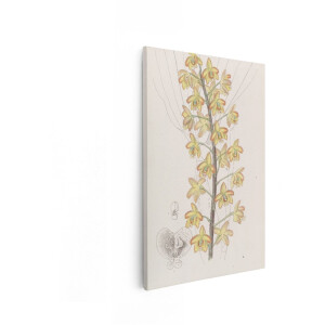 Artaza Canvas Schilderij Orchidee - 40x60 cm - Wanddecoratie Bloemen - Muurdecoratie Vintage - Decoratie Woonkamer - Geel