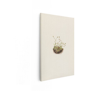 Artaza Canvas Schilderij Botanische Illustratie - 80x120 cm - Wanddecoratie Witte Bloemen - Muurdecoratie Vintage - Decoratie Natuur