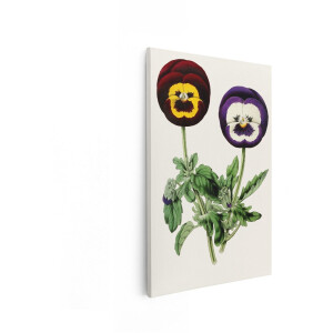 Artaza Canvas Schilderij Twee Prachtige Viooltjes met Donkerrode en Paarse Bloemen - Gedetailleerd Botanisch - Vintage - 40x60 cm - Wanddecoratie Woonkamer - Schilderijen - Muurdecoratie