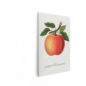 Artaza Canvas Schilderij Appel - 60x90 cm - Wanddecoratie Keuken - Muurdecoratie Vintage Fruit - Decoratie Botanische Illustratie