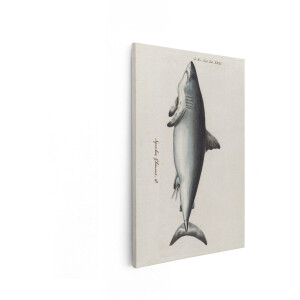 Artaza Canvas Schilderij Historische Illustratie van een Blauwe Haai - Squalus Glaucus - met Latijnse Tekst - 40x60 cm - Wanddecoratie Woonkamer - Schilderijen - Muurdecoratie