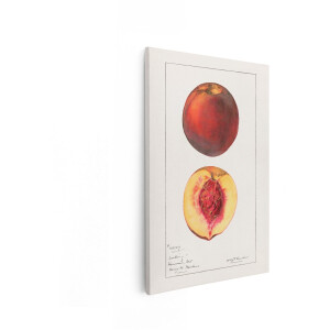 Artaza Canvas Schilderij Perzik - 40x60 cm - Wanddecoratie Keuken - Muurdecoratie Fruit - Decoratie Stilleven - Vintage