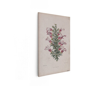 Artaza Canvas Schilderij Bloemen - 40x60 cm - Wanddecoratie Vintage Botanische Illustratie - Muurdecoratie Grevillea - Decoratie Roze