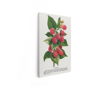 Artaza Canvas Schilderij Frambozenplant - 20x30 cm - Botanische Wanddecoratie - Muurdecoratie Vintage Fruit - Schilderijen Op Canvas