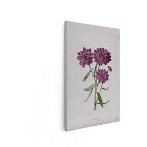 Artaza Canvas Schilderij Candytuft - 20x30 cm - Wanddecoratie Bloem - Muurdecoratie Vintage Botanisch - Schilderijen Op Canvas Paars