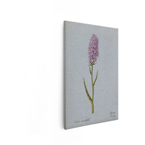 Artaza Canvas Schilderij Gedetailleerde Aquareltekening van een Gevlekte Orchis Bloem op een Blauwe Achtergrond - 80x120 cm - Groot - Wanddecoratie Woonkamer - Schilderijen - Muurdecoratie