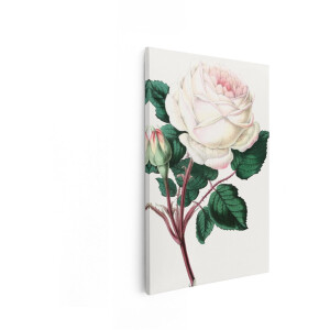 Artaza Canvas Schilderij Roos - 60x90 cm - Wanddecoratie Bloemen - Muurdecoratie Vintage Schilderij - Decoratie Romantisch - Wit Roze