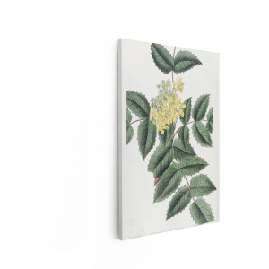 Artaza Canvas Schilderij Mahonia - 80x120 cm - Wanddecoratie Bloemen - Muurdecoratie Vintage - Decoratie Botanische Illustratie - Geel