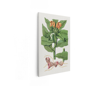 Artaza Canvas Schilderij Gemberplant met Bloemen en Wortelstok - Botanische Illustratie - 60x90 cm - Wanddecoratie Woonkamer - Schilderijen - Muurdecoratie