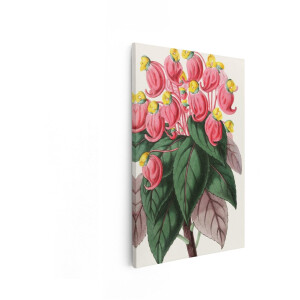 Artaza Canvas Schilderij Bloemen Schilderij - 20x30 cm - Wanddecoratie Botanisch - Muurdecoratie Vintage Begonia - Decoratie Roze - Kamer Accessoires