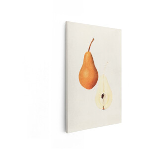 Artaza Canvas Schilderij Gedetailleerde Illustratie van een Hele en een Halve Peer met Steeltjes en Zaden - 80x120 cm - Groot - Wanddecoratie Woonkamer - Schilderijen - Muurdecoratie
