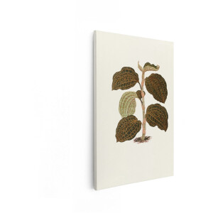 Artaza Canvas Schilderij Gedetailleerde Botanische Illustratie van een Plant met Netvormige Bladeren - 40x60 cm - Wanddecoratie Woonkamer - Schilderijen - Muurdecoratie