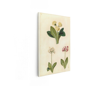 Artaza Canvas Schilderij Bloemen Schilderij - 40x60 cm - Wanddecoratie Bloemen - Muurdecoratie Vintage - Decoratie Primula - Schilderijen Op Canvas