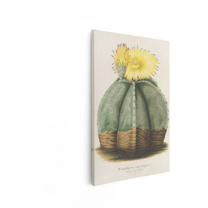 Artaza Canvas Schilderij Gedetailleerde Illustratie van de Astrophytum Myriostigma Cactus met Gele Bloemen - 20x30 cm - Klein - Wanddecoratie Woonkamer - Schilderijen - Muurdecoratie