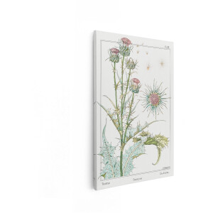 Artaza Canvas Schilderij Distel - 80x120 cm - Wanddecoratie Vintage Bloemen - Muurdecoratie Botanisch - Decoratie Woonkamer