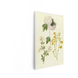 Artaza Canvas Schilderij Botanische Illustratie van Drie Verschillende Bloemsoorten met Gedetailleerde Bladeren en Stengels - 40x60 cm - Wanddecoratie Woonkamer - Schilderijen - Muurdecoratie