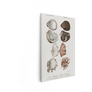 Artaza Canvas Schilderij Antieke Illustratie van Verschillende Schelpen en Weekdieren Uit de Natuurwetenschappen - 60x90 cm - Wanddecoratie Woonkamer - Schilderijen - Muurdecoratie
