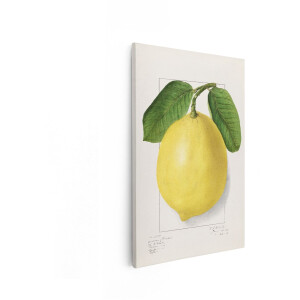 Artaza Canvas Schilderij Citroen - 40x60 cm - Wanddecoratie Keuken - Muurdecoratie Botanische Illustratie - Decoratie Fruit Vintage
