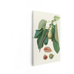 Artaza Canvas Schilderij Vijgenboom - 20x30 cm - Wanddecoratie Botanische Illustratie - Muurdecoratie Vintage Fruit - Decoratie Keuken