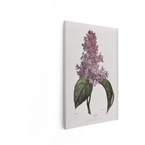 Artaza Canvas Schilderij Gedetailleerde Botanische Illustratie van een Bloeiende Seringentak met Bladeren - 60x90 cm - Wanddecoratie Woonkamer - Schilderijen - Muurdecoratie