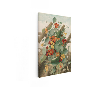 Artaza Canvas Schilderij Oost-Indische Kers - 60x90 cm - Wanddecoratie Bloemen - Muurdecoratie Vintage - Schilderijen Op Canvas Botanisch