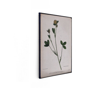 Artaza Canvas Schilderij Botanische Illustratie van Trifolium Ochroleucum - de Zwavelklaver - met Gedetailleerde Bladeren en Bloemen - 60x90 cm - Wanddecoratie Woonkamer - Schilderijen - Muurdecoratie