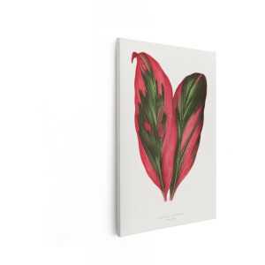 Artaza Canvas Schilderij Botanische Illustratie Dracaena - 80x120 cm - Wanddecoratie Vintage - Muurdecoratie Planten - Decoratie Bladeren Rood