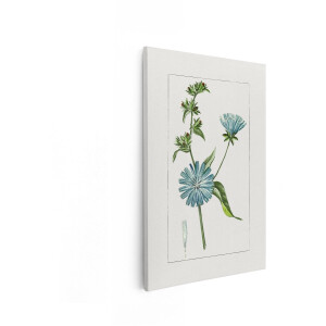Artaza Canvas Schilderij Vintage Botanische Illustratie van een Cichoreiplant met Blauwe Bloemen en Knoppen - 40x60 cm - Wanddecoratie Woonkamer - Schilderijen - Muurdecoratie