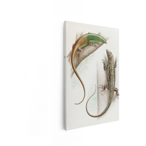 Artaza Canvas Schilderij Hagedissen - 80x120 cm - Wanddecoratie Dieren - Muurdecoratie Natuur - Vintage Schilderijen Op Canvas - Groen