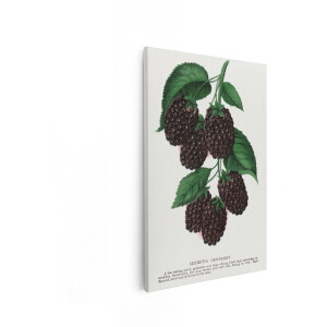 Artaza Canvas Schilderij Lucretia Dewberry-Illustratie met Donkere Bessen en Groene Bladeren op een Lichte Achtergrond - 20x30 cm - Klein - Wanddecoratie Woonkamer - Schilderijen - Muurdecoratie